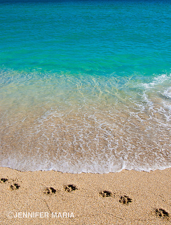 Dog Day at Halouver Beach