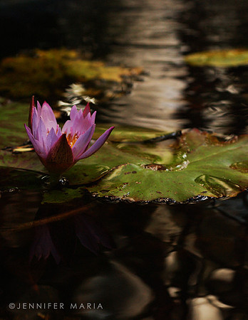 Water lily