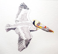Pelicano (watercolor)