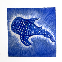 Tiburon Ballena
