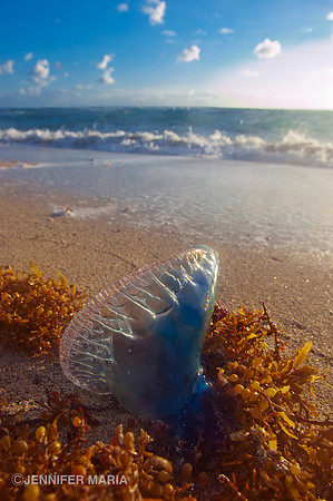 Portugese Man-of-War in Miami Beach