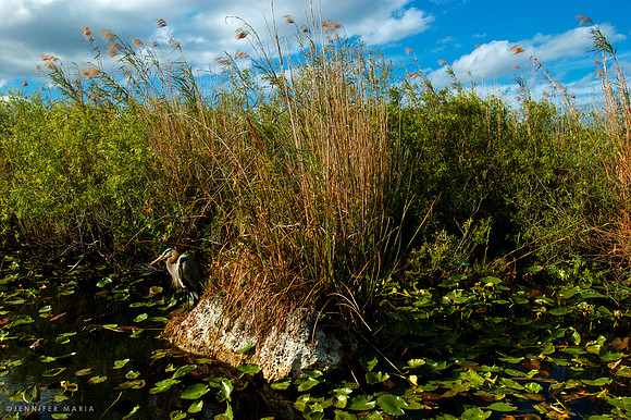 Florida Everglades