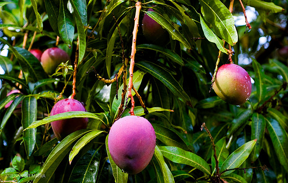 Mango Season
