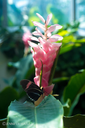 Butterfly Bromeliad