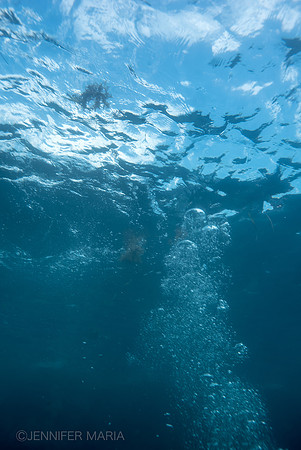 Debajo de las Olas