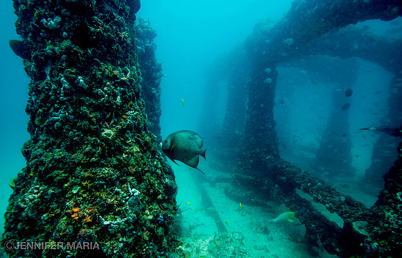 Gray Angelfish (Pomacanthus arcuatus)  Neptune Memorial