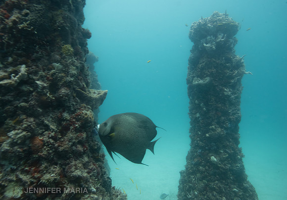 Gray Angelfish (Pomacanthus arcuatus)