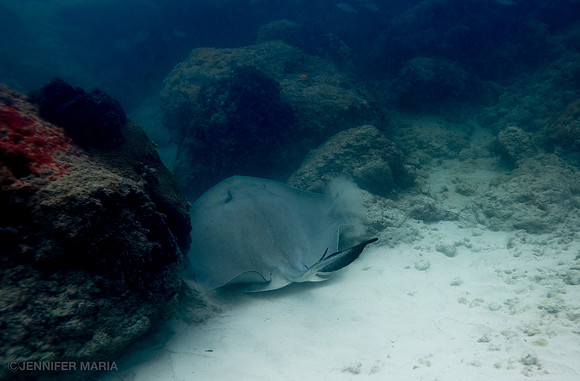 Stingray (Myliobatoidei)