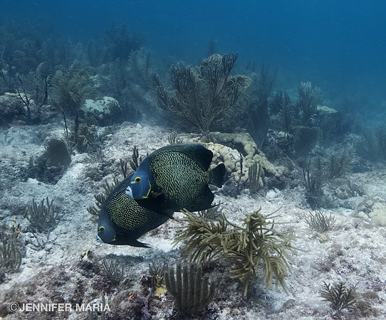 French Angelfish