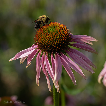 Bee (Apis) pollinating a Coneflower (Echinacea purpurea)