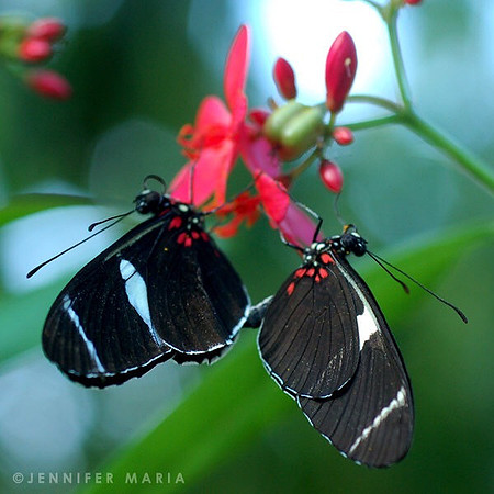 Butterfly Kisses