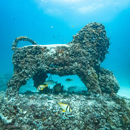 Neptune Sea Lion
