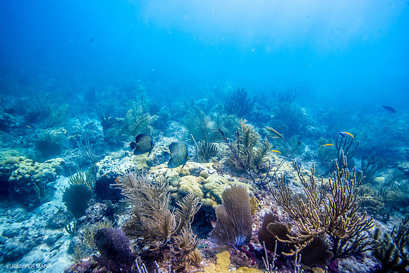 Underwater Garden