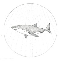 Great White Shark (Carcharodon carcharias)
