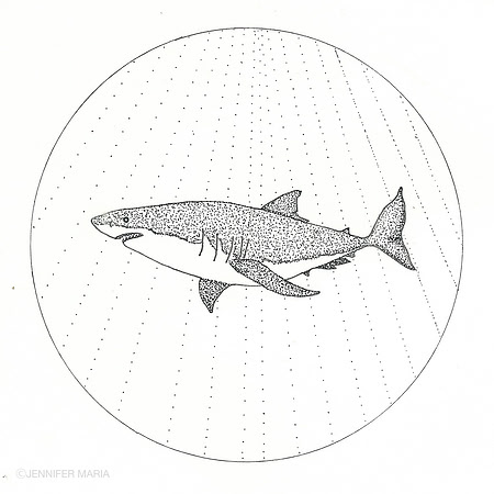 Great White Shark (Carcharodon carcharias)