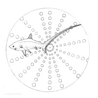 Thresher Shark (Alopias vulpinus)
