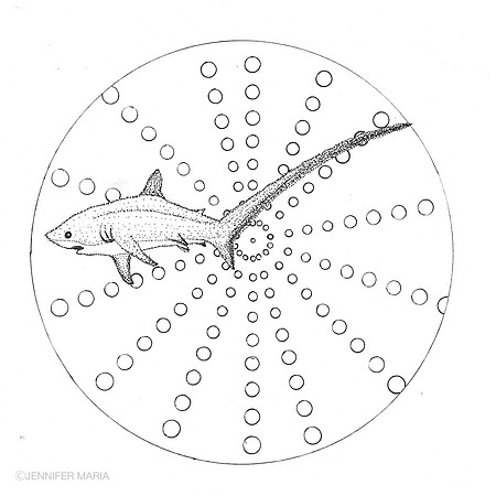 Thresher Shark (Alopias vulpinus)