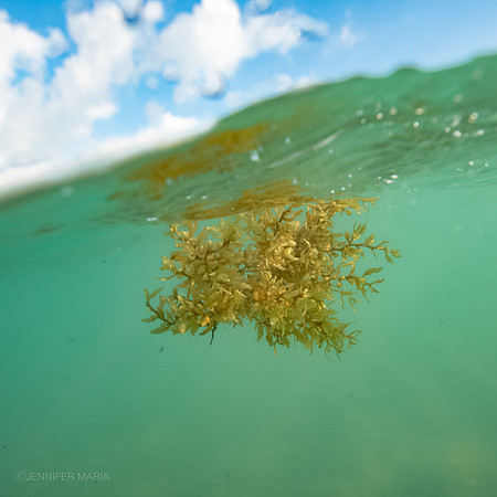Sargassum