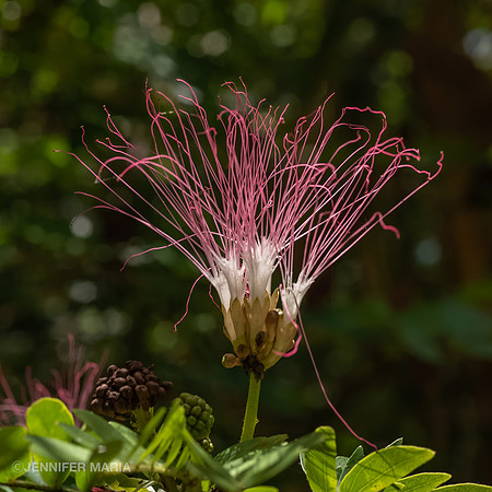 Flowering Tree