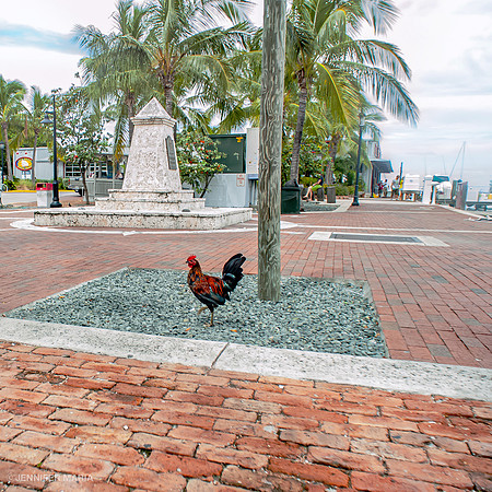 Key West Rooster