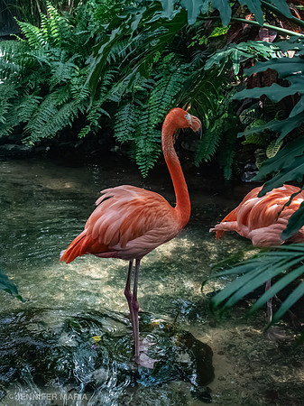 Flamingos - Scarlett and Rhett