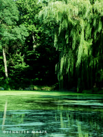 Central Park 1